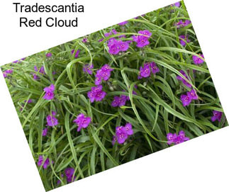 Tradescantia Red Cloud