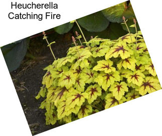 Heucherella Catching Fire