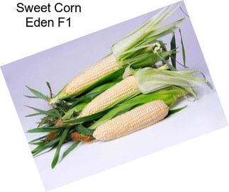 Sweet Corn Eden F1