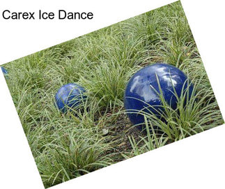 Carex Ice Dance