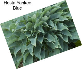 Hosta Yankee Blue