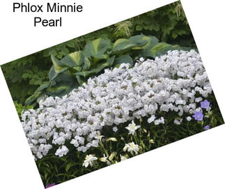 Phlox Minnie Pearl