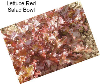 Lettuce Red Salad Bowl