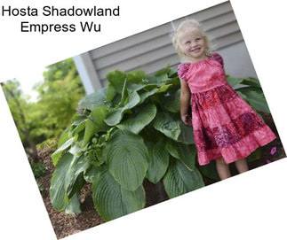 Hosta Shadowland Empress Wu