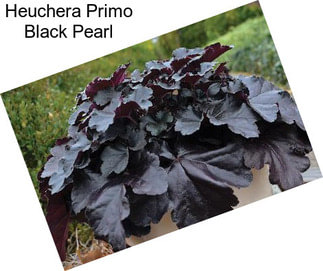 Heuchera Primo Black Pearl