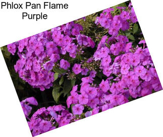 Phlox Pan Flame Purple