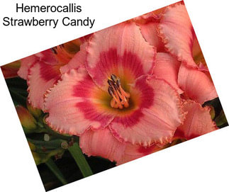 Hemerocallis Strawberry Candy