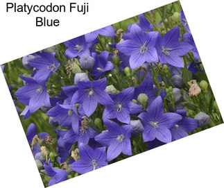 Platycodon Fuji Blue