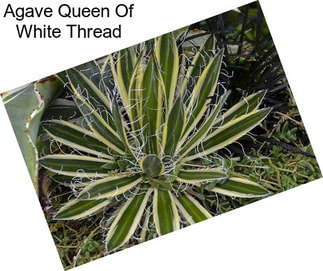 Agave Queen Of White Thread