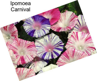 Ipomoea Carnival