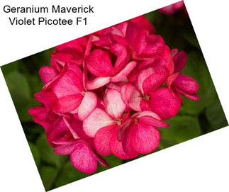 Geranium Maverick Violet Picotee F1