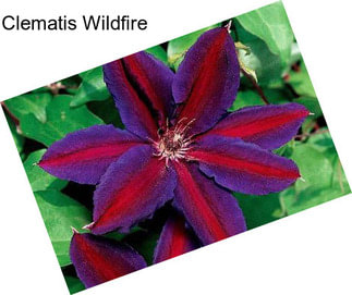 Clematis Wildfire