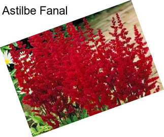 Astilbe Fanal