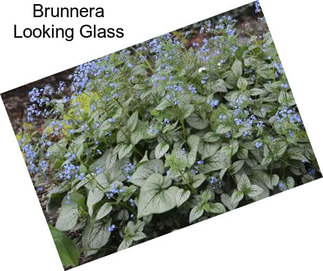 Brunnera Looking Glass