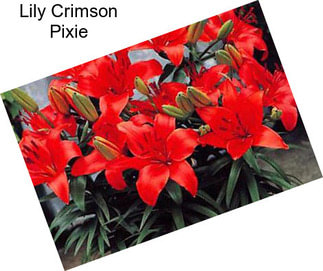 Lily Crimson Pixie