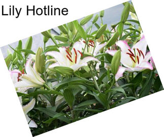 Lily Hotline