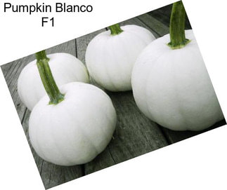 Pumpkin Blanco F1