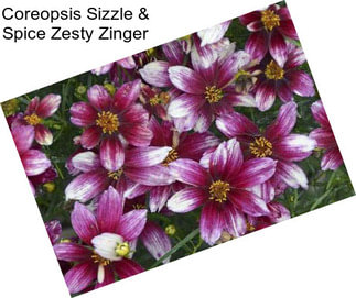 Coreopsis Sizzle & Spice Zesty Zinger