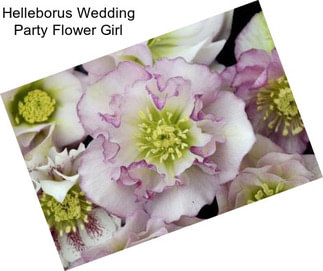 Helleborus Wedding Party Flower Girl