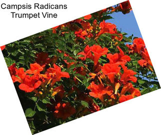 Campsis Radicans Trumpet Vine