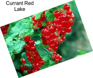 Currant Red Lake