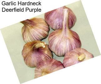 Garlic Hardneck Deerfield Purple