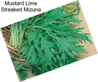 Mustard Lime Streaked Mizuna