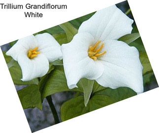 Trillium Grandiflorum White