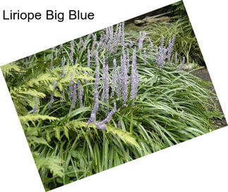 Liriope Big Blue