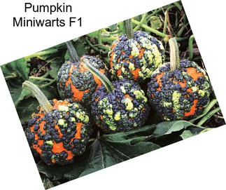 Pumpkin Miniwarts F1