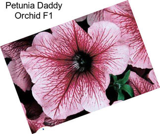 Petunia Daddy Orchid F1