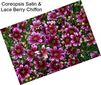 Coreopsis Satin & Lace Berry Chiffon