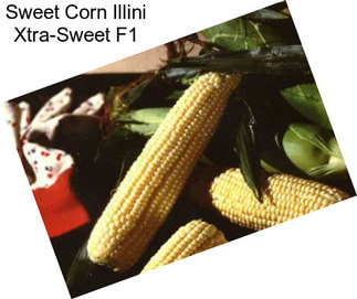 Sweet Corn Illini Xtra-Sweet F1