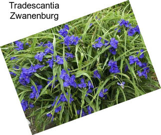 Tradescantia Zwanenburg