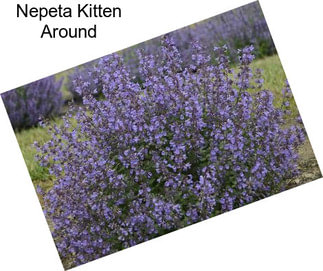 Nepeta Kitten Around