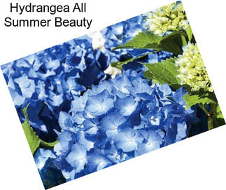 Hydrangea All Summer Beauty