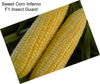 Sweet Corn Inferno F1 Insect Guard