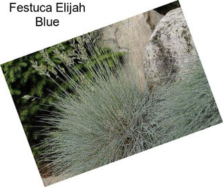 Festuca Elijah Blue