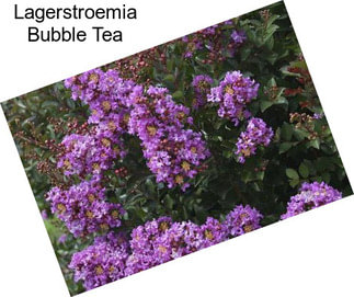 Lagerstroemia Bubble Tea