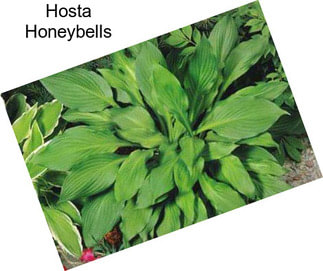 Hosta Honeybells