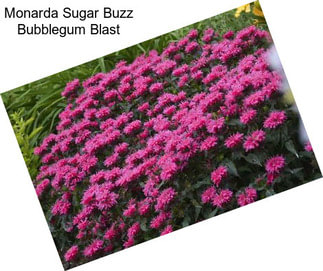 Monarda Sugar Buzz Bubblegum Blast