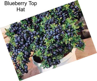 Blueberry Top Hat