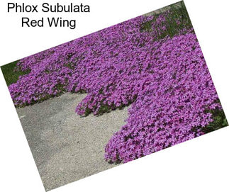 Phlox Subulata Red Wing