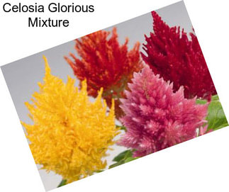 Celosia Glorious Mixture