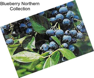 Blueberry Northern Collection