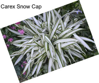 Carex Snow Cap