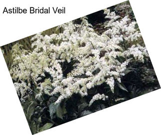 Astilbe Bridal Veil