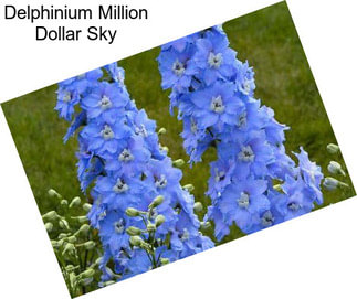 Delphinium Million Dollar Sky