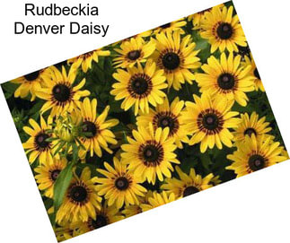 Rudbeckia Denver Daisy