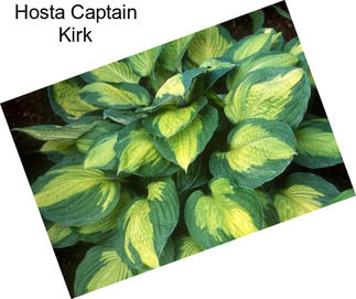 Hosta Captain Kirk